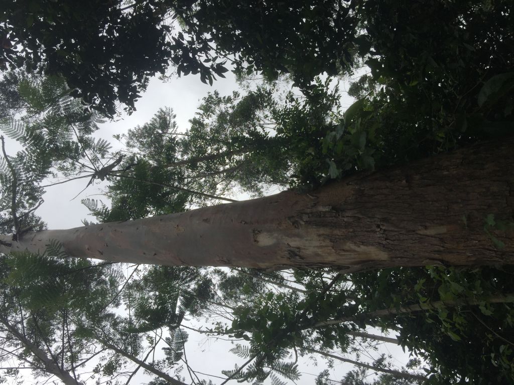 Dueño Vende Plantacion de Eucaliptos — foto 2