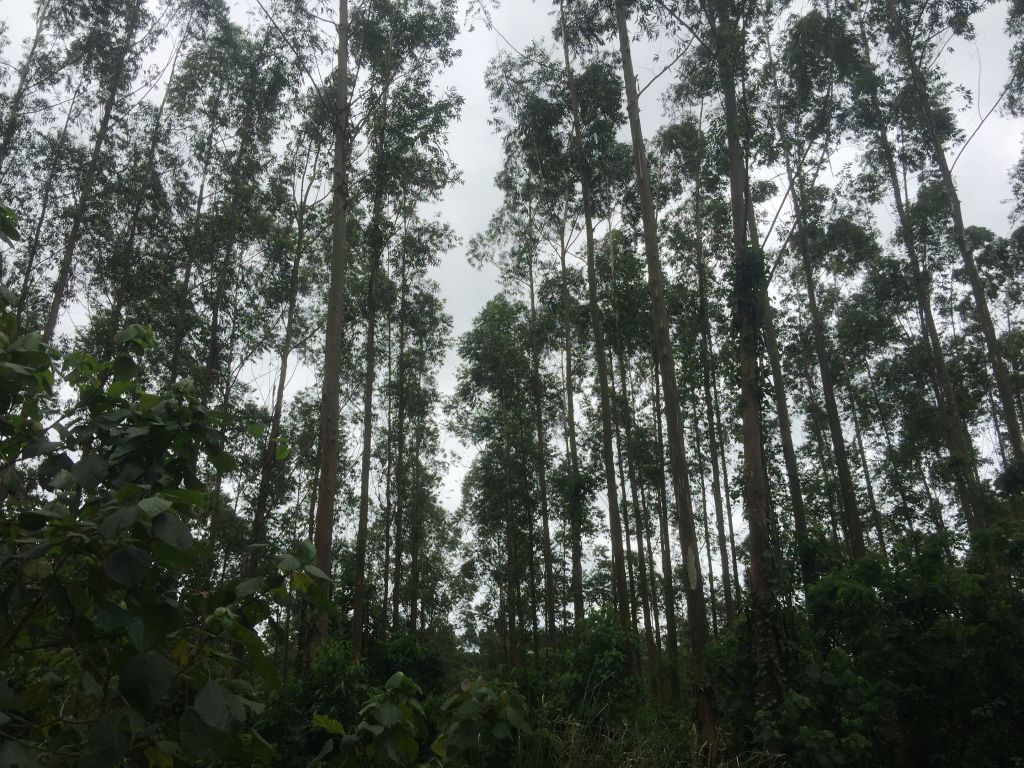Dueño Vende Plantacion de Eucaliptos — foto 3