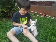 Cachorros chihuahua. Criadores exclusivos desde el 2008