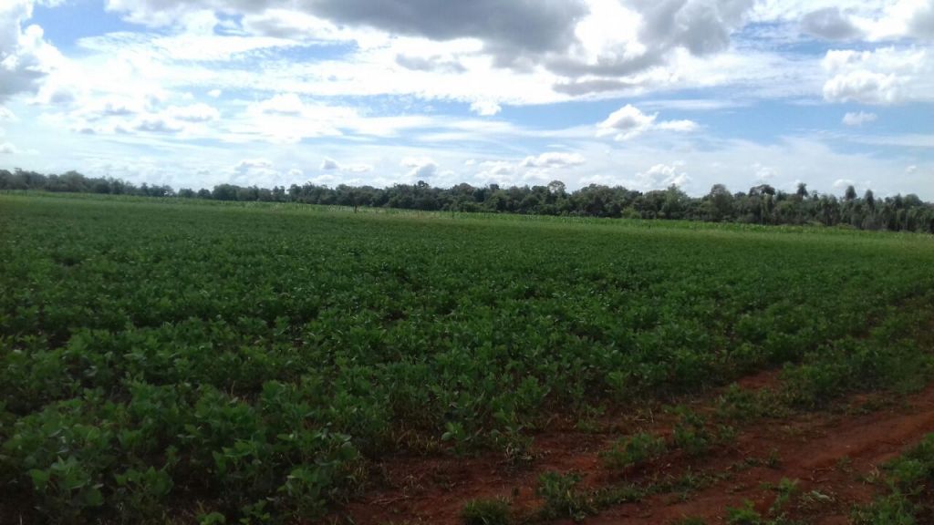 oferto terreno en caaguazu — foto 2