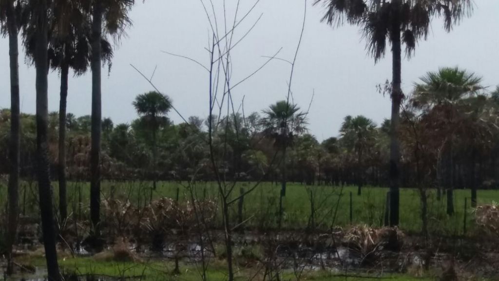 OFERTA Estancia sobre Ruta 12 Ninfa 1.350 HECTÁREAS — foto 3