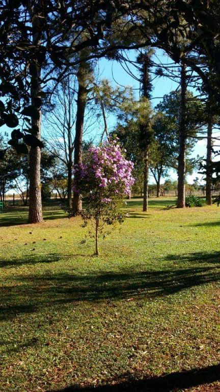VENDO GRANJA DE 80 HECTAREAS AL CONTADO O FINANCIADO EN MINGA GUAZU — foto 3