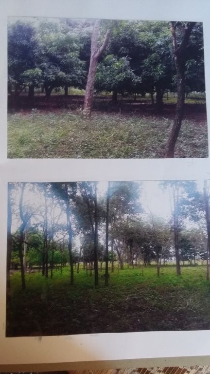 Vendo quinta en el mejor lugar de la ciudad de Concepción -Saladillo — foto 3