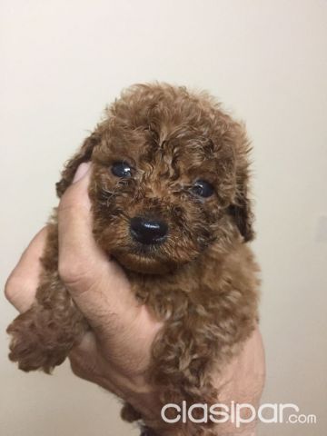 Caniche Micro Toy 9910 Clasipar Com En Paraguay