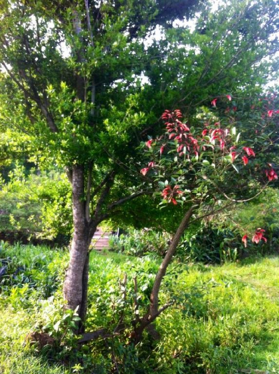 Terreno con arroyo y naciente — foto 3