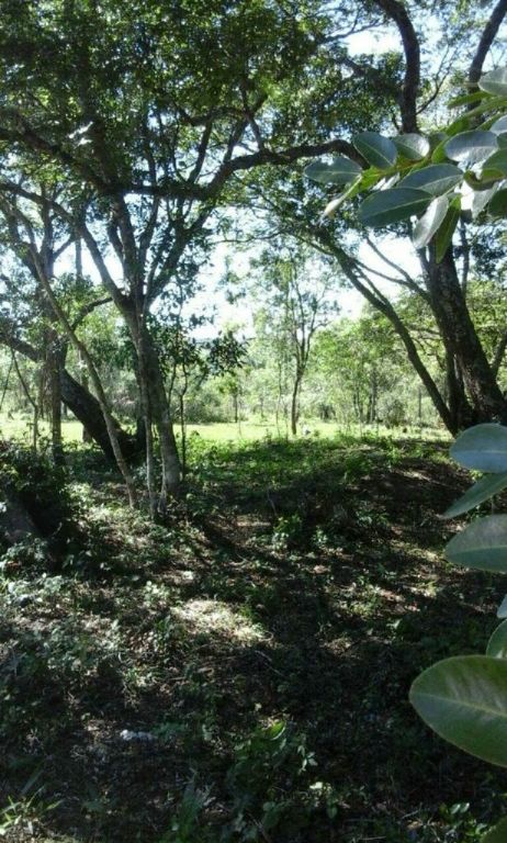 Lotes en fracción con arroyo — foto 2