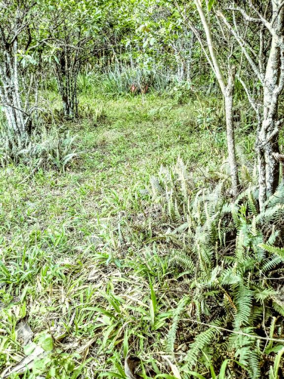 Terreno en Guarambare — foto 3
