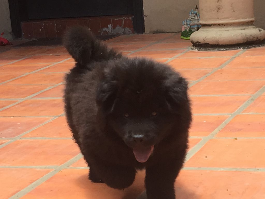 Chow Chow Negro Macho Clasipar Com En Paraguay Chow Chow Negro Macho Clasipar Com En Paraguay