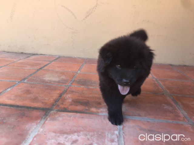 Chow Chow Negro Macho Clasipar Com En Paraguay