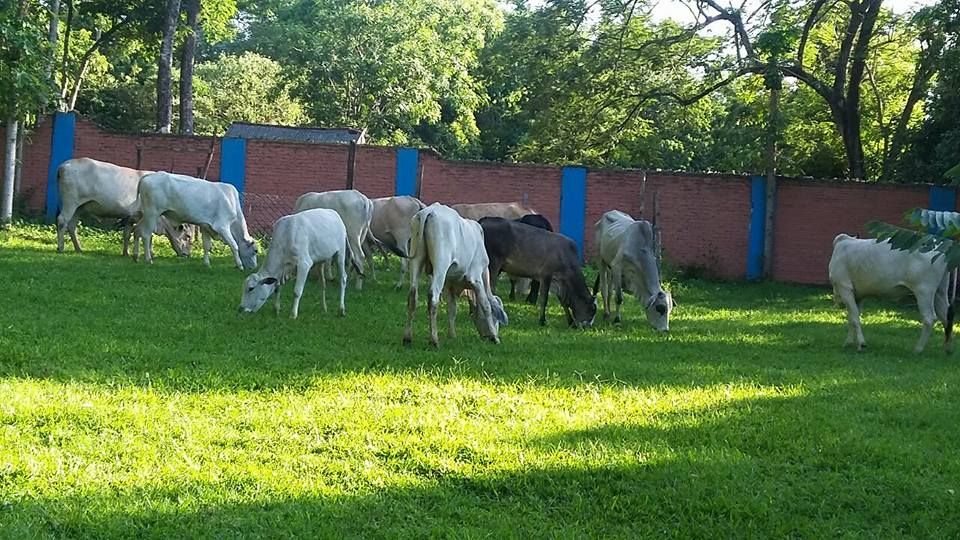 Vendo Hermosa Quinta en Coronel Oviedo! — foto 2