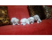 MINI CANICHES - CANICHE BLANQUITOS PUROS EN VENTA, APROVECHA ESTA OPORTUNIDAD