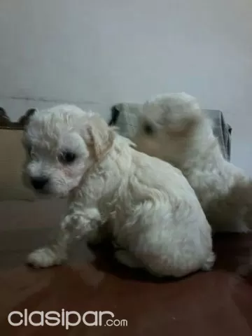 Tiernos Bellos Y Carinosos Caniches Caniche Toy Disponibles Clasipar Com En Paraguay