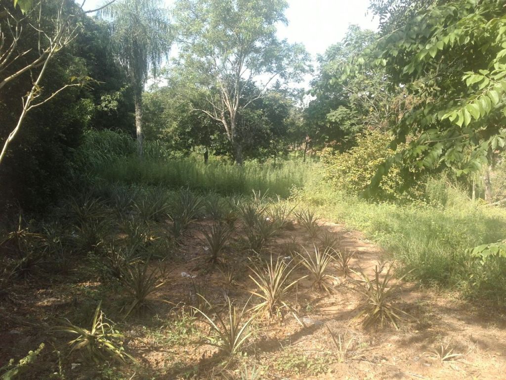 Lote de 10 x 30 a 10 cuadras del Acceso Sur zona pronto a asfaltarse. Nuevo super la Bomba — foto 3