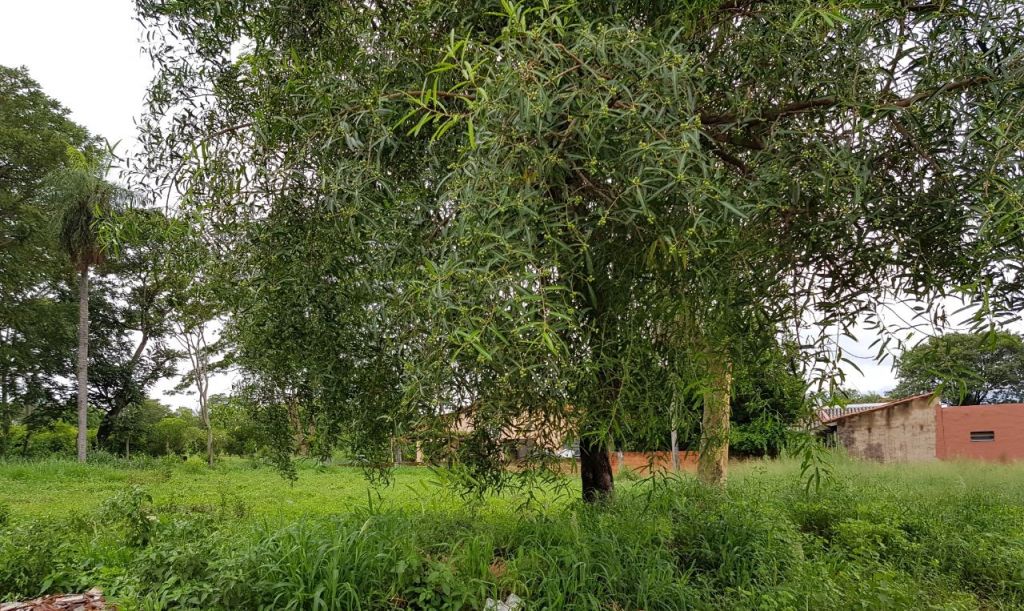 VENDO EN PROMOCION. 2 TERRENOS EN VILLA ELISA A 150 MTS. DE LA AVDA. VON POLESKI!! — foto 3