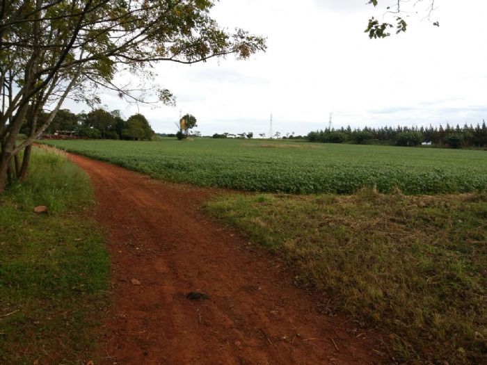 VENDO 44 HECTÁREAS EN KM 32 SOBRE RUTA — foto 3