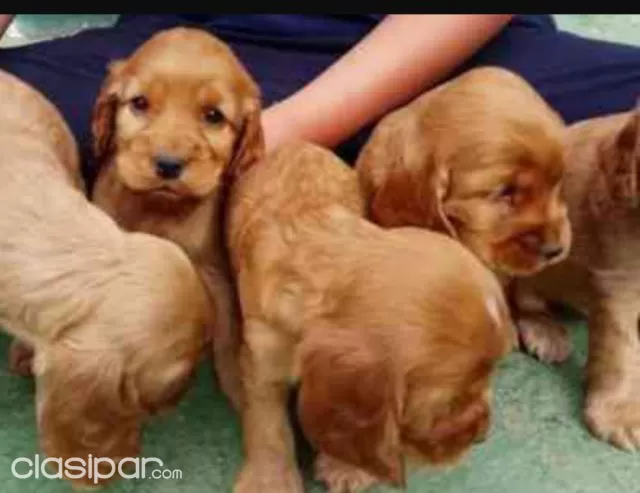 Cocker Especial Para Compania Cocker Marron Y Negros Clasipar Com En Paraguay
