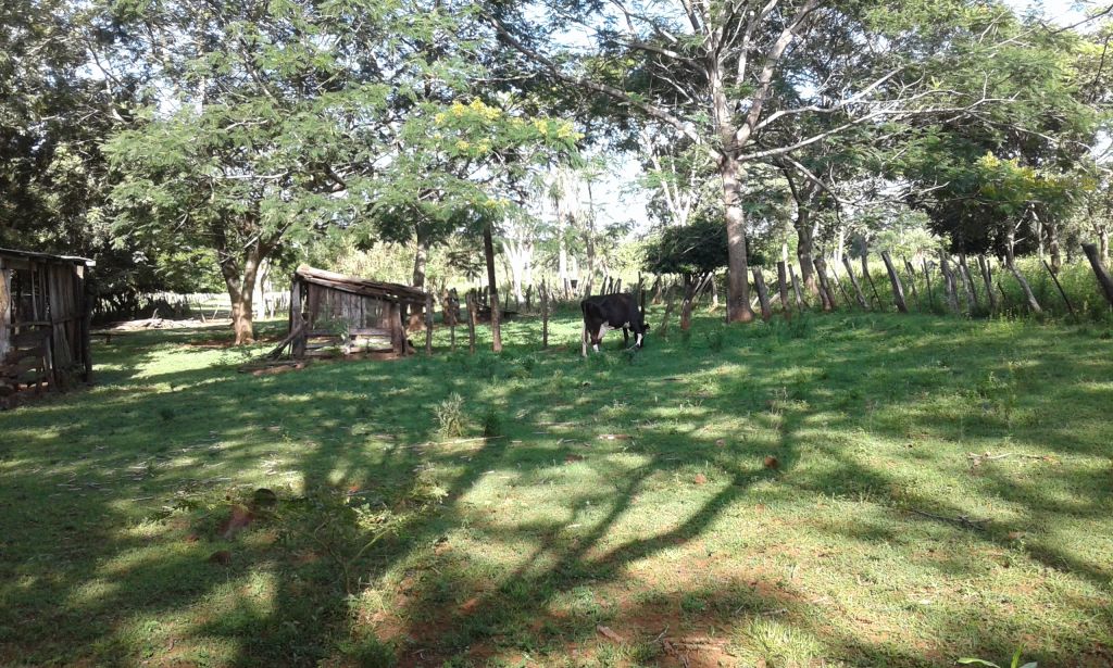 Vendo terreno de 9 HA y media con casas — foto 3