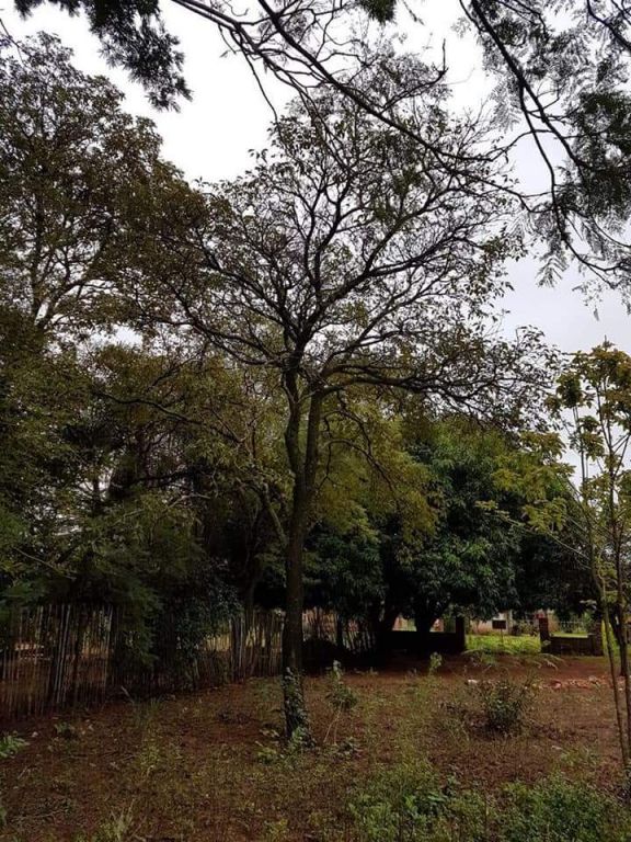Vendo terreno en Luque Mora Cue — foto 2