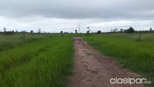 MADREJON ALTO PARAGUAY CHACO 5000 HAS C PARTURA C