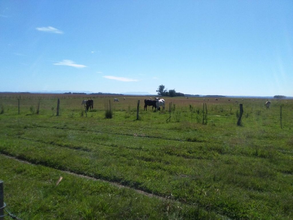 VENDO 344 has. ZONA VILLARRICA — foto 3