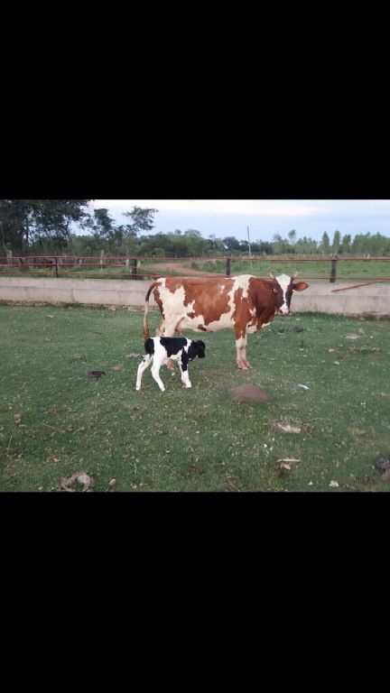 Vendo una granja De 18 ha con Eucaliptos — foto 2