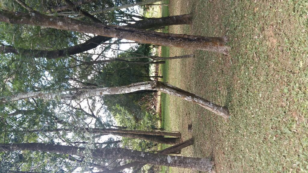 VENDO 6HECTAREAS PIRIBEBUY — foto 3