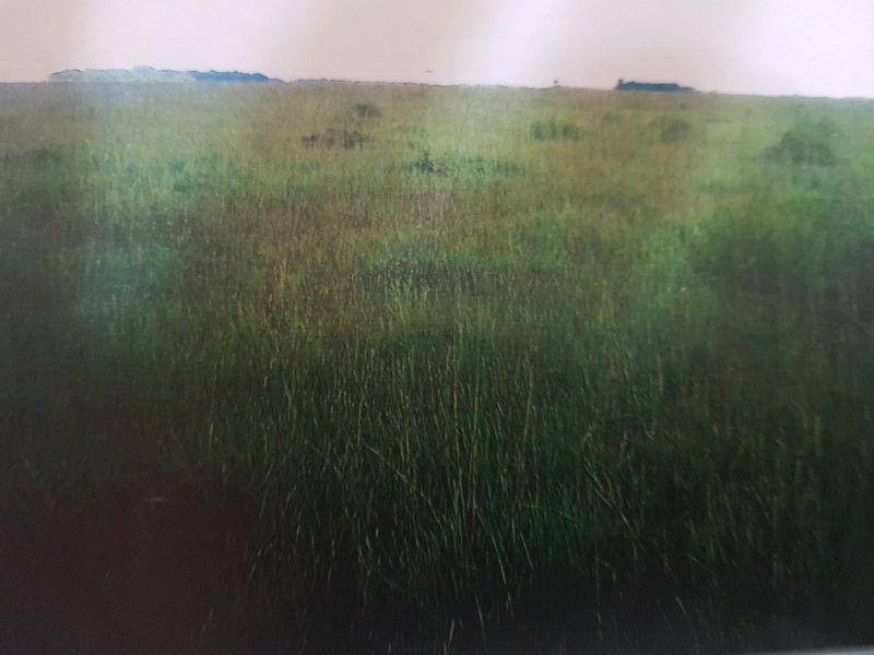 VENDO 2.718 HETÁREAS EN ARROYOS Y ESTEROS. — foto 2