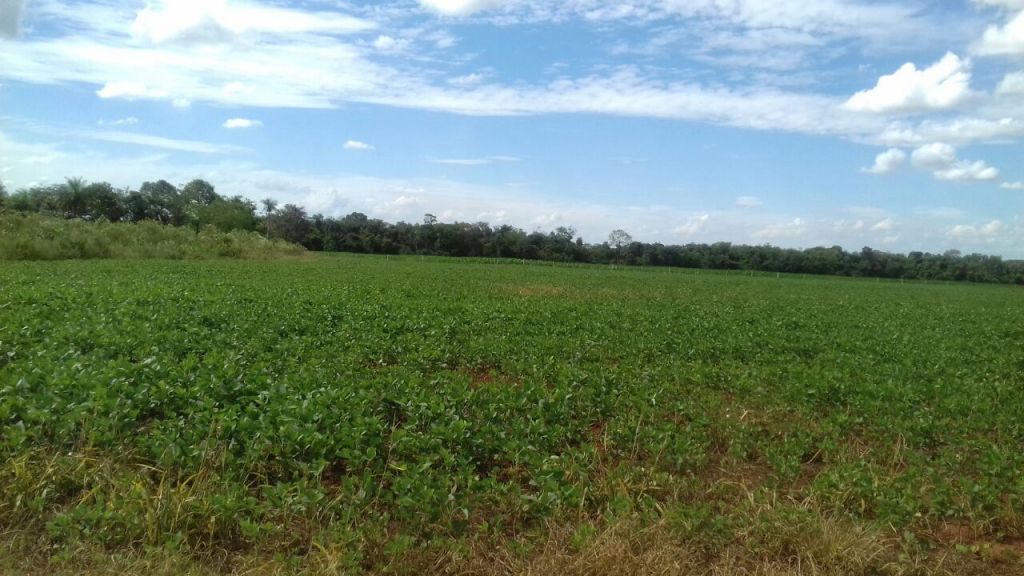 Oferto 10 hectareas en el Departamento de Caaguazu — foto 2