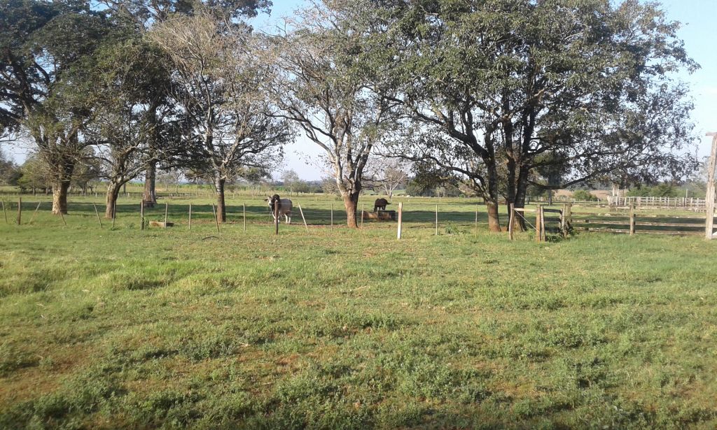 177 has en Minga Guazu — foto 3