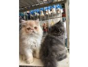 Vendo gatitos persas