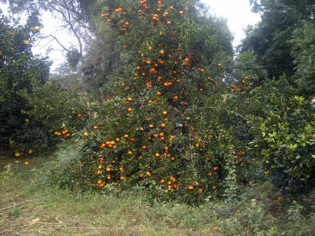 HERMOSA PROPIEDAD EN PIRIBEBUY — foto 2