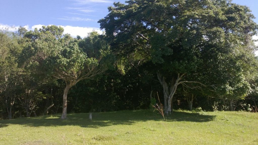 Oferto 4 Hectáreas en Cordillera — foto 3