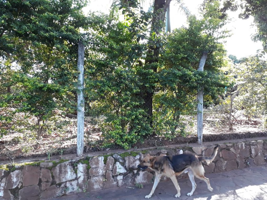 VENDO TERRENO TITULADO EN VILLA ELISA — foto 3