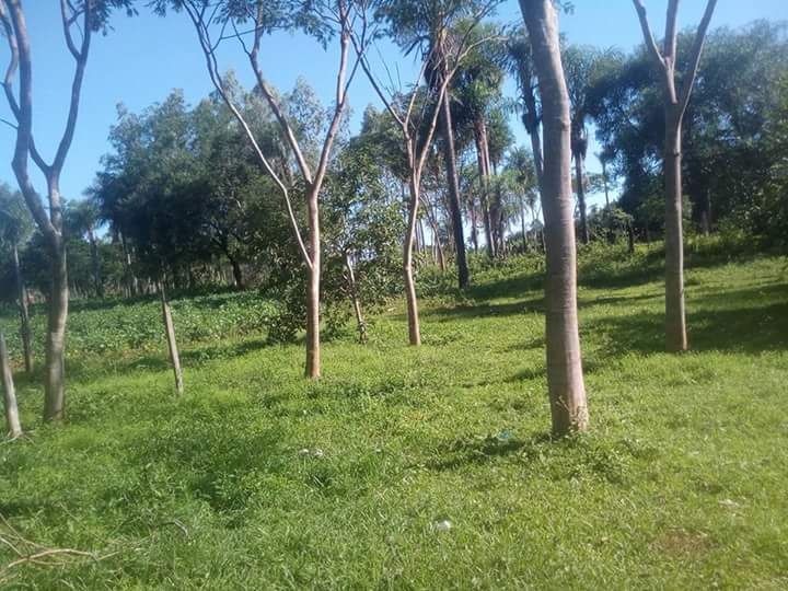 VENDO HERMOSOS LOTES A CONVENIR — foto 3