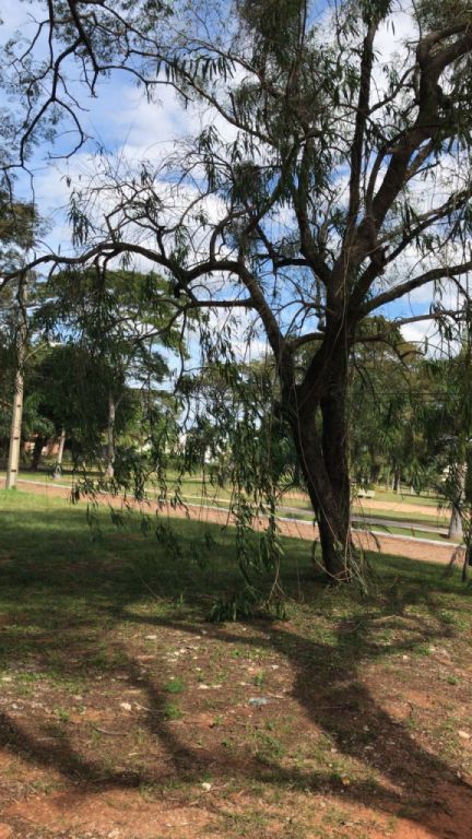 Hermoso terreno de 800 metros cuadrados, en la mejor ubicacion de Plaza los Mangos — foto 2