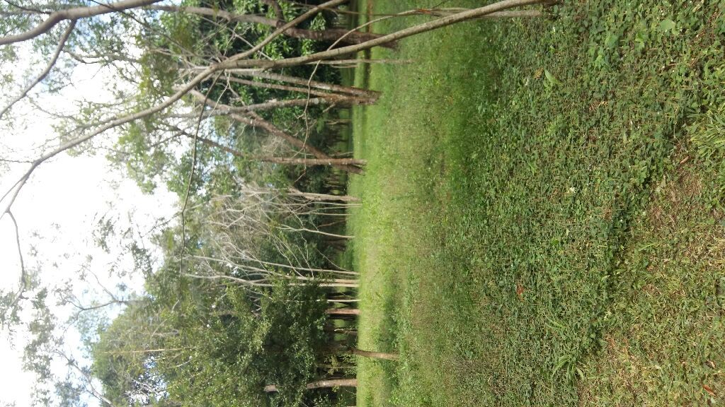 VENDO 6 HECTAREAS O CAMBIO POR CASA — foto 3