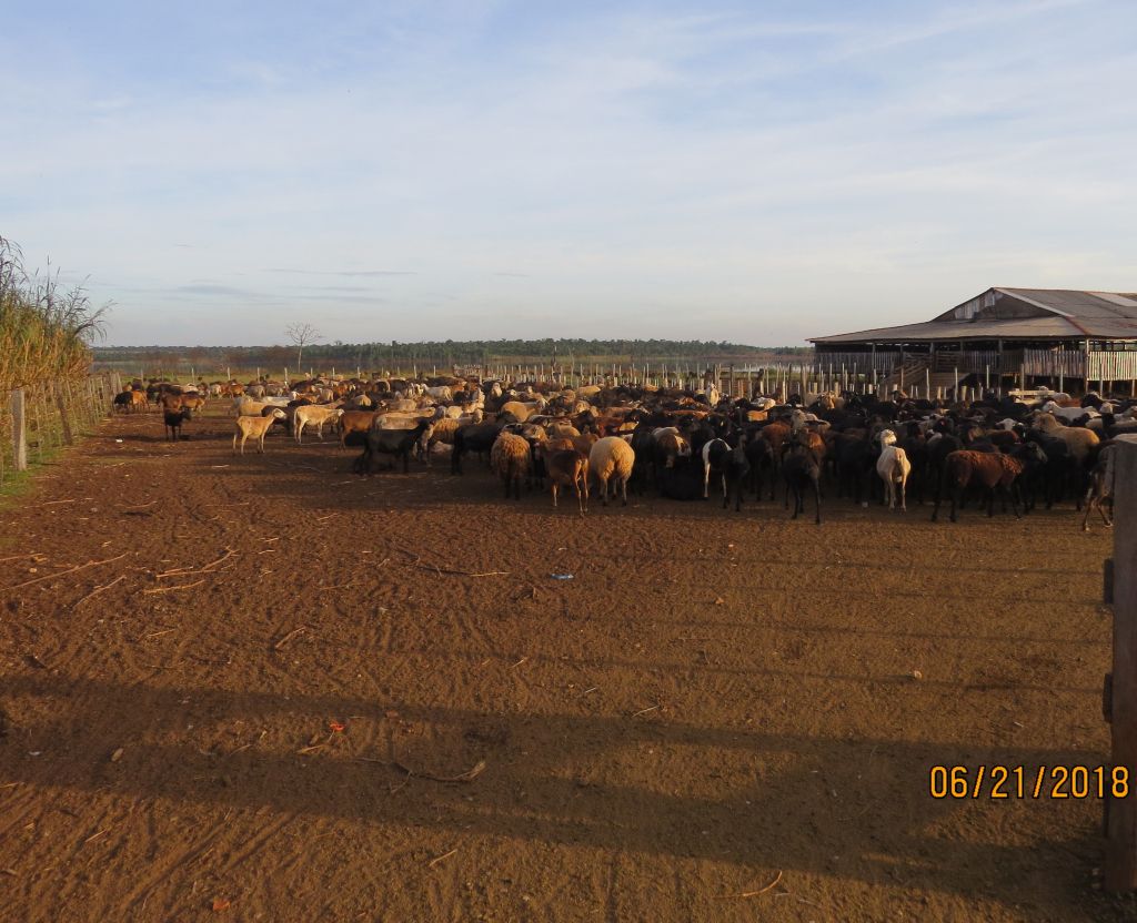 VENDO PROPIEDAD COLONIA YGUAZU — foto 2