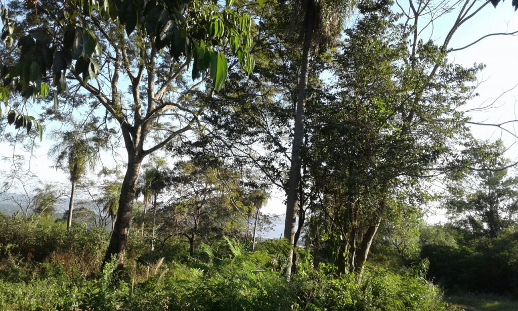 TERRENO 1896 M2 — foto 2