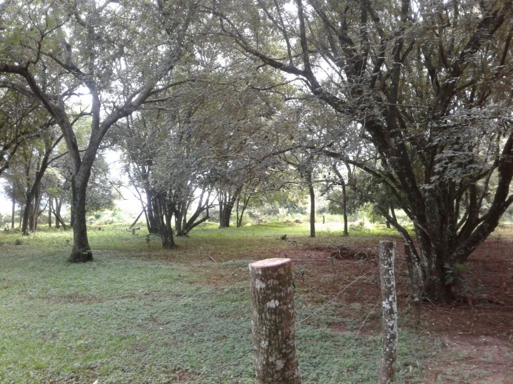 10 HECTÁREAS — foto 3