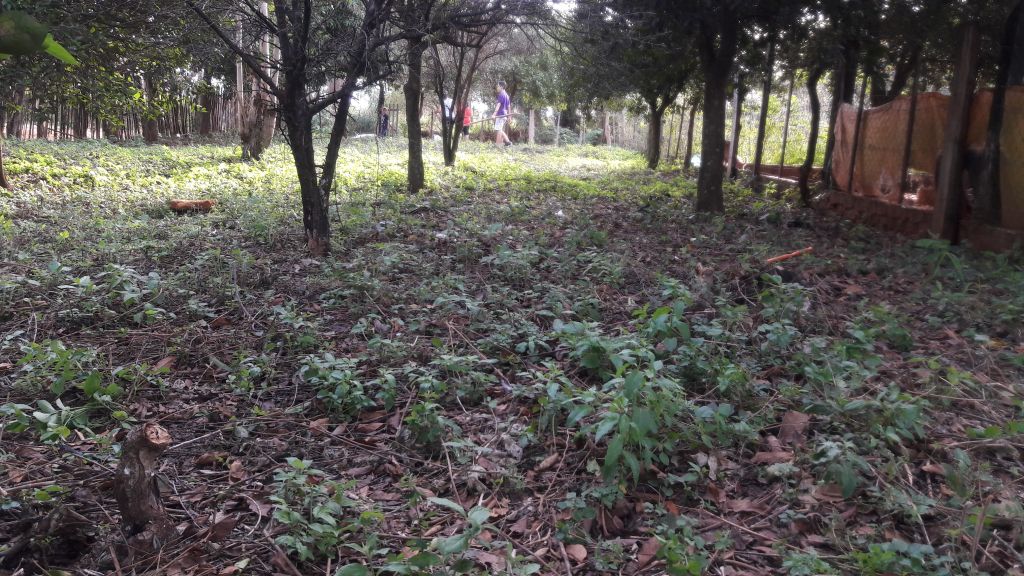 Terreno baldio Alturas de Guarambare ¡¡Titulado!! — foto 2