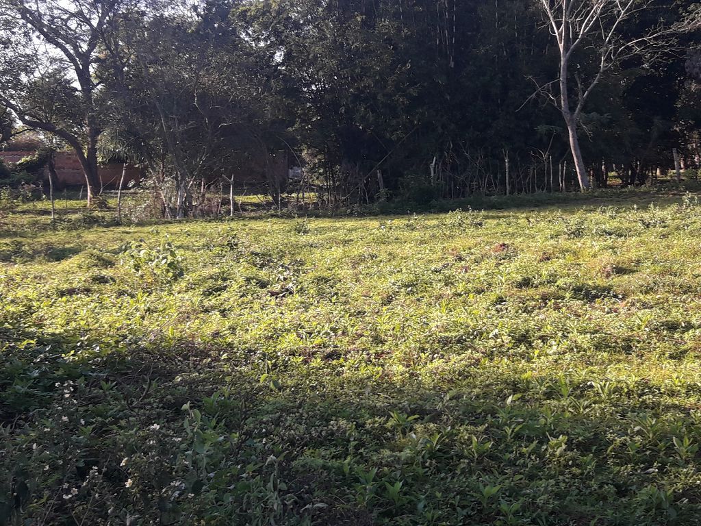 OFERTA 3 Terrenos juntos — foto 2