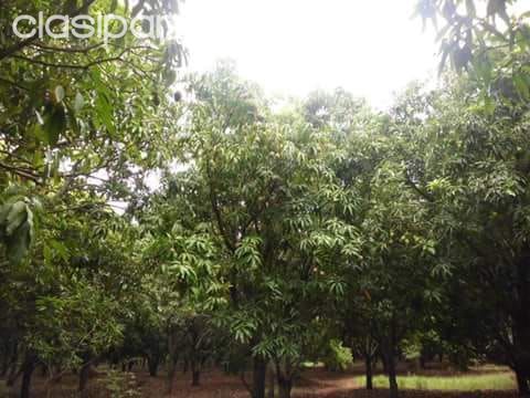 Vendo 2 terrenos de 2025 Mts2 CU en ATYRA. — foto 3