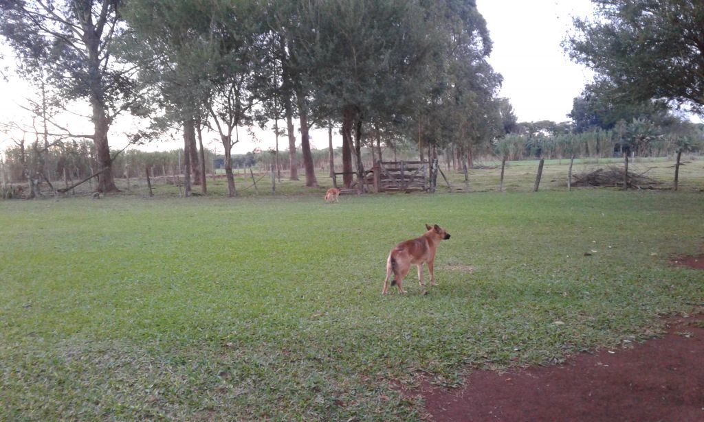 Vendo 16 has en km 22 Ciudad del Este — foto 2