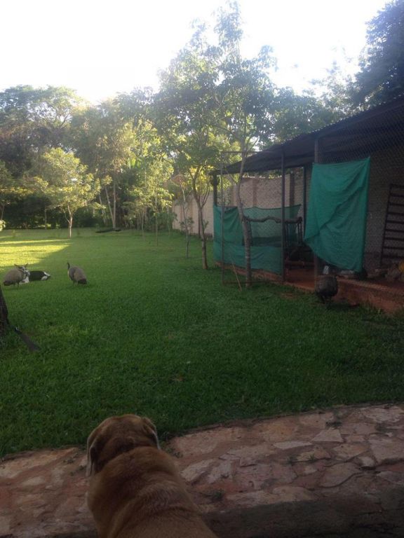 Venta terreno en Luque — foto 3