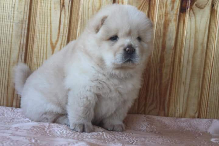 Vendo Chow Chow Blanco Clasipar Com En Paraguay