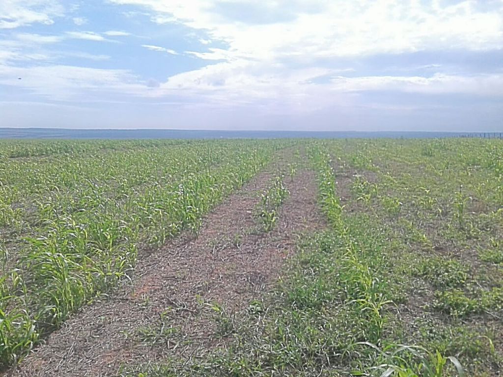 VENDO PROPIEDAD AGRÍCOLA EN CANINDEYU - 336 HECTÁREAS EN VILLA YGATYMI - TOTALMENTE MECANIZADA — foto 2