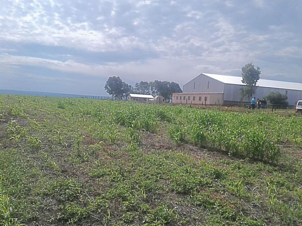 VENDO PROPIEDAD AGRÍCOLA EN CANINDEYU - 336 HECTÁREAS EN VILLA YGATYMI - TOTALMENTE MECANIZADA — foto 3