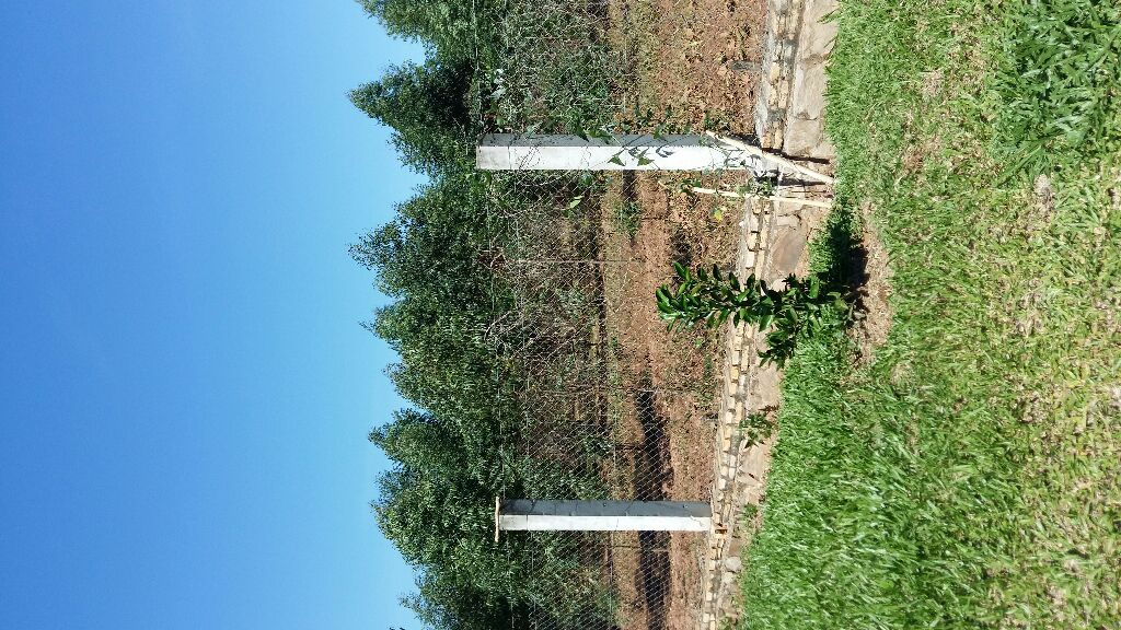 VENDO GRANJA 48 HECTAREAS EN CAACUPE — foto 3
