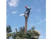 servicios de poda de arboles por Asuncion y toda el area metropolitana