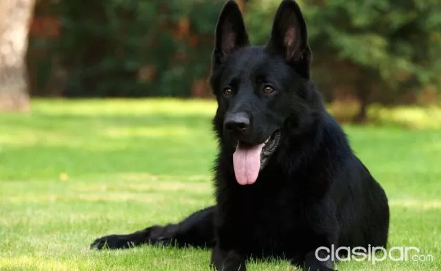 Perros Pastor Belga 1188507 Clasipar Com En Paraguay